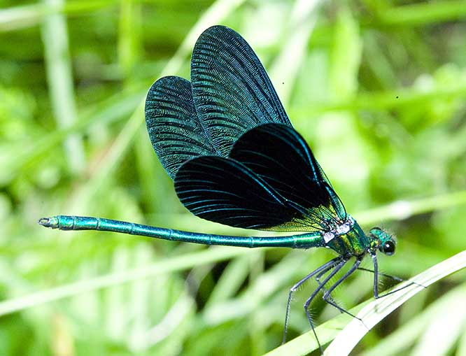 Splendens o virgo ? virgo !
